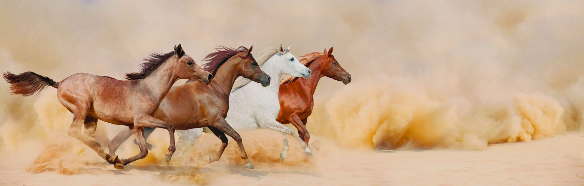 Бегущие лошади в Буре